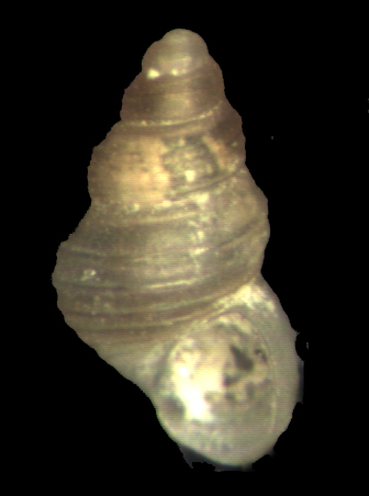 Alvania scabra, oranica